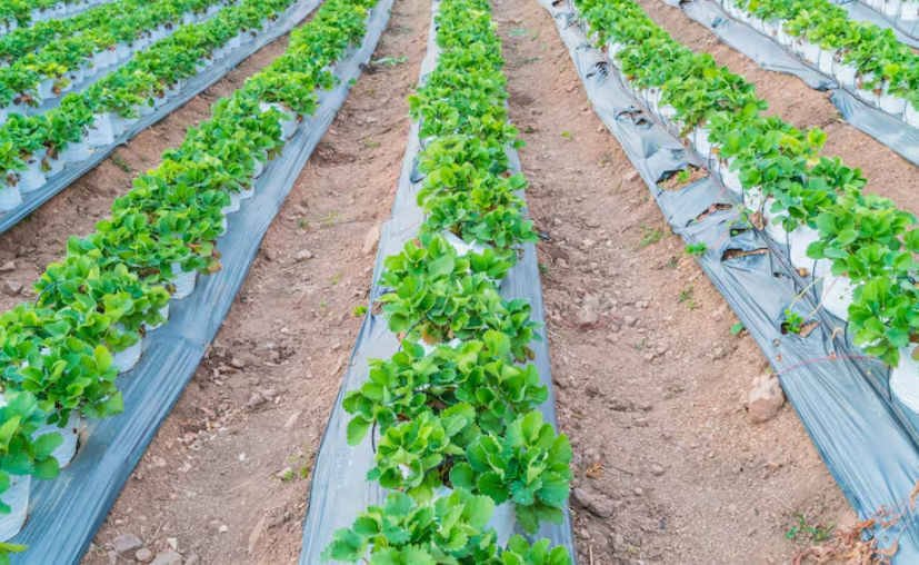 Shelter Crop Production Mulch Film